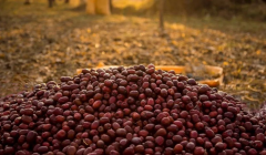 红枣之乡枣香浓 冯家川打造天然高品质的油枣